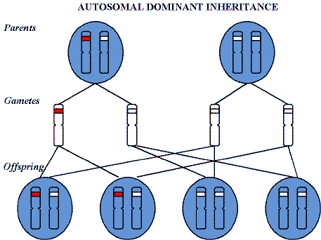 autosomal dominant inheritance diagram